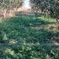 فروشی یک باغ سیب به متراژ ۲۰۰۰ متر|فروش زمین و ملک کلنگی|سیلوانه, |دیوار