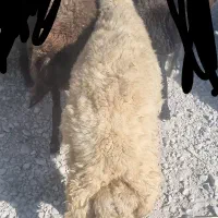 شک .بره