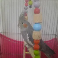 عروس هلندی|پرنده|یزد, |دیوار