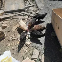 مرغ|پرنده|مشهد, آبکوه|دیوار