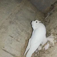 کبوتر فروشی