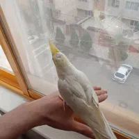 عروس هلندی بسیار رام و دستی
