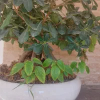 بونسای میخک هندی و افرا|گل و گیاه طبیعی|کرج, آق تپه|دیوار