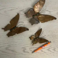 پروانه برنجی