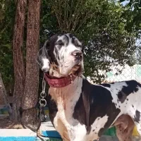 گریت دین نر ۱/۵ساله درشت