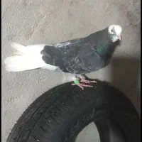 اوچان اویناخ|پرنده|نمین, |دیوار