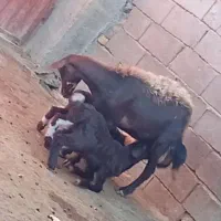 تعداد ۲میش اوستن|حیوانات مزرعه|تربت جام, امام|دیوار