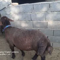 بره نر همو افشاری فوری