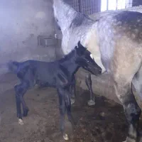 کارگر دامداری (اسب) در تبریز