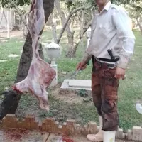 قصاب سیار کشتار دام گوساله وگوسفند درمحل شما|خدمات پذیرایی، مراسم|هشتگرد, |دیوار