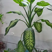 گل وگیاه
