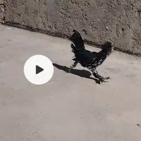 خروس سیاه زینتی|حیوانات مزرعه|برخوار, |دیوار