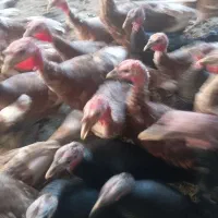 بوقلمون گوسفند بزغاله کبوتر اسب|حیوانات مزرعه|سبزوار, هویزه|دیوار