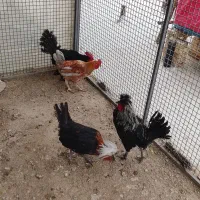 چهار عدد خروس جوان