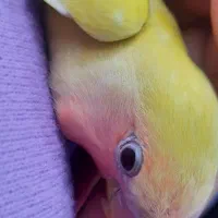 طوطی برزیلی|پرنده|پردیس, فاز ۳|دیوار