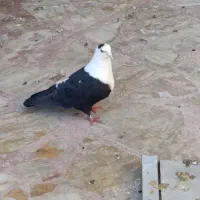 مخمل سیاه نر