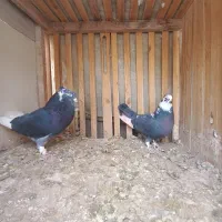 فروش کبوتر پرشی