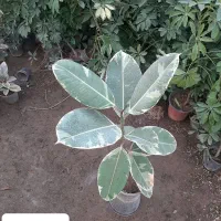 انواع گل و گیاه