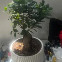 فروش گل بنسا