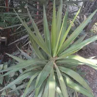 کل بابا آدم ونخل|گل و گیاه طبیعی|شاندرمن, |دیوار