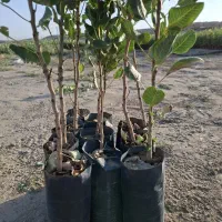 نهال پسته بادامی زرندی|حراج|شاهین‌شهر, گرگاب|دیوار