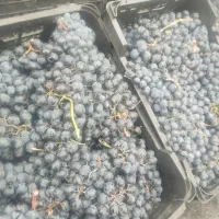 انگور سیاه سردشت درجه ۱موجوداست