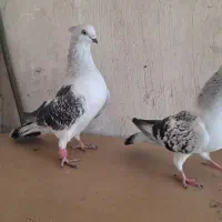 شامی کاکلی|پرنده|مشهد, نیزه|دیوار