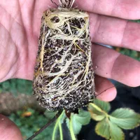 نشا توتوفرنگی|خدمات باغبانی و درختکاری|سنندج, |دیوار