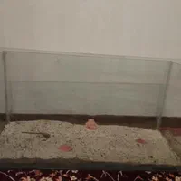 آکواریم ماهی به همراه ماهی گوپی