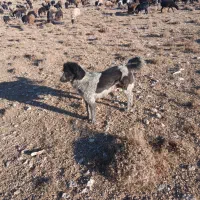 واگذاری ماده سگ گله ای