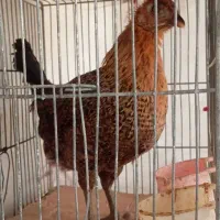 خروس گیلی ومرغ گیلی هست|حیوانات مزرعه|سرپل ذهاب, |دیوار