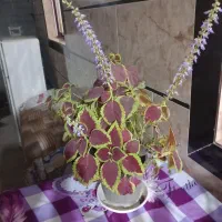 یک عددگل و گلدونش|گل و گیاه طبیعی|زرگرشهر, |دیوار