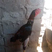خروس لاری بشرط