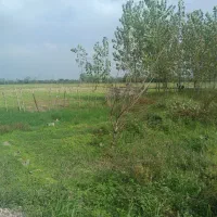 زمین باغی|فروش دفتر صنعتی، کشاورزی، تجاری|خمام, |دیوار