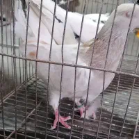 کله ماده|پرنده|مشهد, باغون آباد|دیوار