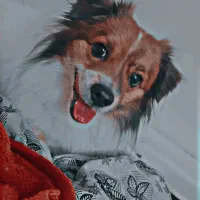 سگ گ
