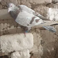 سار خطی قزوینی