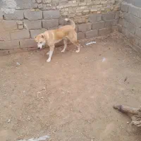 توله ۶ ماهه|سگ|تربت جام, فاز ۱ فرهنگیان|دیوار