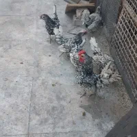 مرغ خروس سبرایت