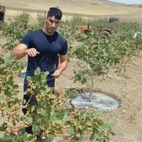 نهال پسته پیوندی و ارقام میوه کهنسال،کبوده و صنوبر