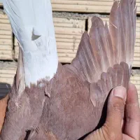 سرخ دم سفید کاکل