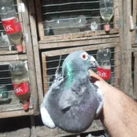 مگسی فری ماده تضمین|پرنده|نگین شهر, |دیوار