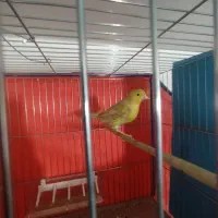 سلام قناری نروماده سالم سالم|پرنده|همدان, |دیوار