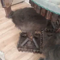 نهارخوری چهارنفره فانتزی واز چوب جنگل|میز و صندلی غذاخوری|تبریز, |دیوار