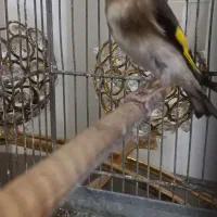 سهره ماده