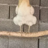 خروس