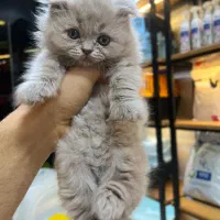 گربه اسکاتیش فولد و آنفولد