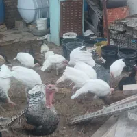 فروش بوقلمون جوان و گوشتی