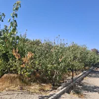 باغ باغچه شهریار کردزار