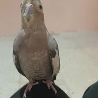 عروس هلندی گمشده